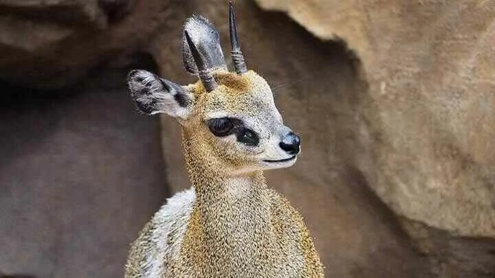 klipspringer close up photo